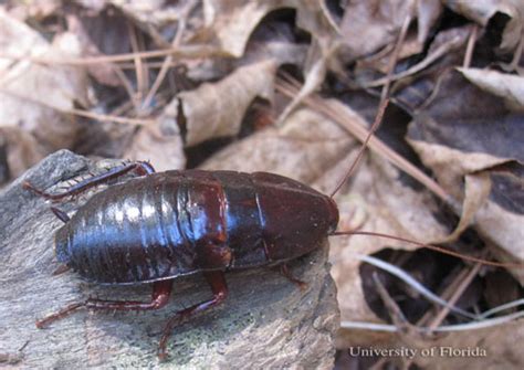 Florida woods cockroach - Eurycotis floridana (Walker)