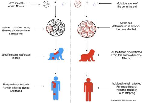 Genetic Mutations- Definition, Types, Causes and Examples – Genetic ...