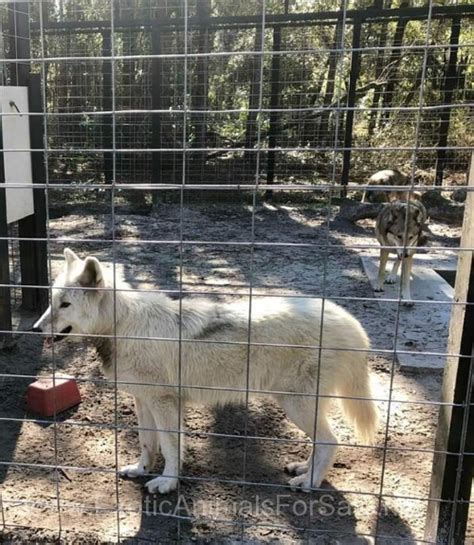 Arctic Wolf Pups for Sale