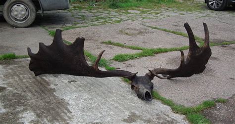 10,000-Year-Old Irish Elk Skull Discovered By Fishermen In Local Lake