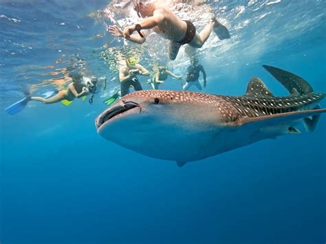 Swim With Whale Sharks in La Paz, Mexico: Wondrous! | Sand In My Suitcase