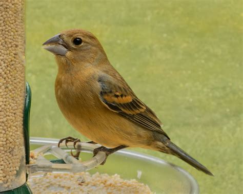 Blue Grosbeak - FeederWatch