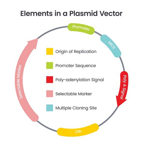 Plasmid Vector Diagram