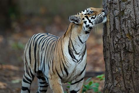 Project Tiger In India | All About Tiger Conservation