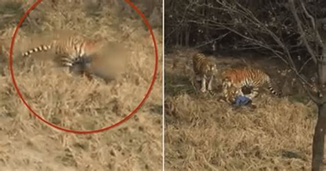 Tiger Drags Man In Zoo Near Shanghai, Mauls Him As Wife And Child Look ...