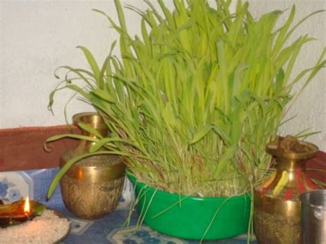 Jamara - Facts About Planting Jamara In Dashain Festival