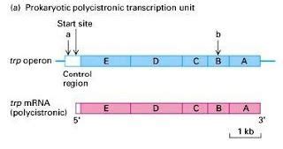 Difference between Polycistronic and Monocistronic mRNA | Major ...