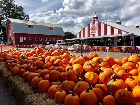 Pumpkin patches in the Portland area - Vanguard