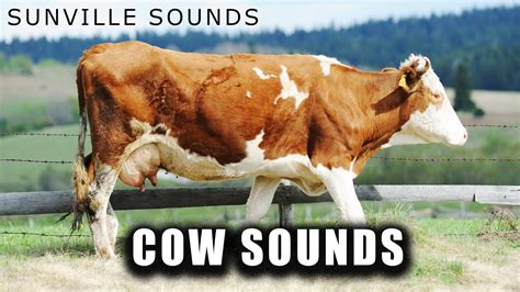 Cow Sounds | Animal Sounds with Peter Baeten - YouTube