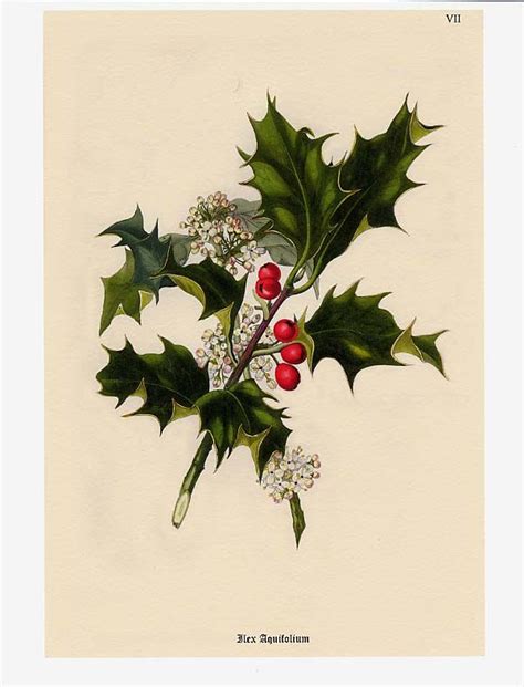 Christmas Prints | Botanical drawings, Vintage botanical prints ...