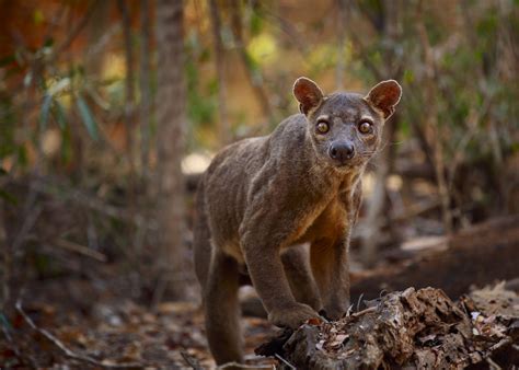 Fosa, predátor z Madagaskaru: Tajemný postrach lemurů | 100+1 ...