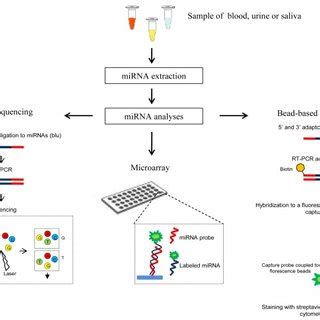 Main methods used for circulating miRNA detection. | Download ...