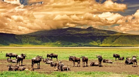 The Ngorongoro Crater: The 8th Wonder of the Natural World