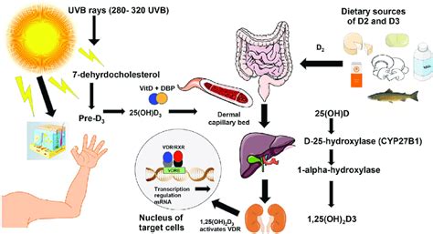 Vitamin D3 Pathway