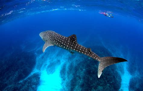 Holbox: Whale Shark’s summer sanctuary - Mexico Boutique Hotels