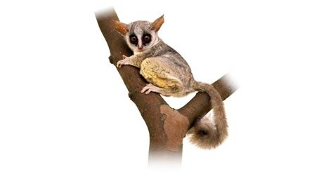 Bushbaby Facts | Where Do Bushbabies Live | DK Find Out