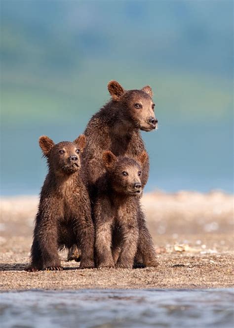 17 Best images about Wildlife of Russia and Siberia on Pinterest | Deer ...