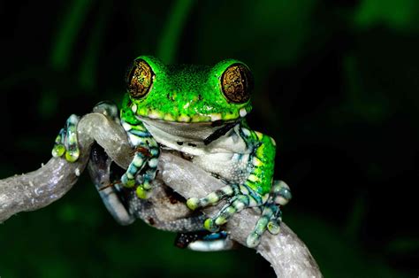 Jewels of the Forest: The Fascinating World of Tree Frogs