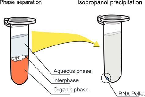 RNA extraction refers to the process of purifying RNA from samples. The ...