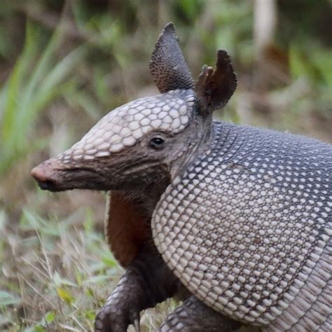 Nine-Banded Armadillo | Rainforest Alliance