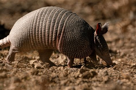 Armadillo In Nature Habitat Close Up Stock Photo - Download Image Now ...