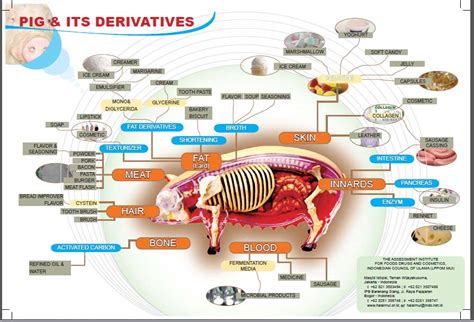 Nutrition and Halal Food: Babi Haram