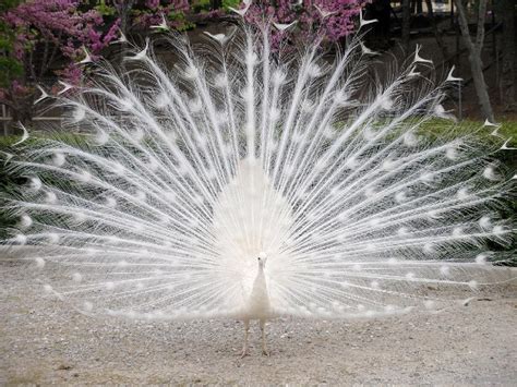 White Peacock - Wild Animals Wallpaper (2688069) - Fanpop