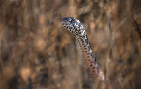 Coachwhip Snake | Sean Crane Photography