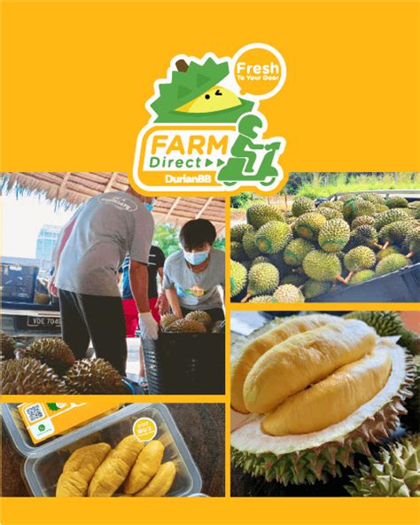 Online Durian Delivery In SG (Farm Direct) - DurianBB Singapore