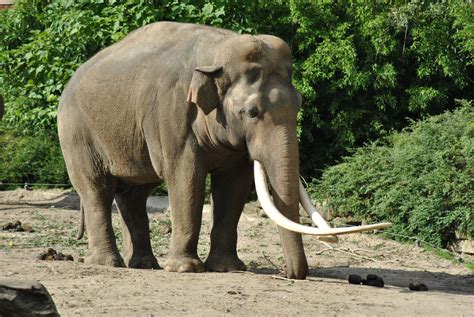 Asian Elephant - Stock Image