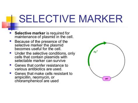 Dna cloning intro