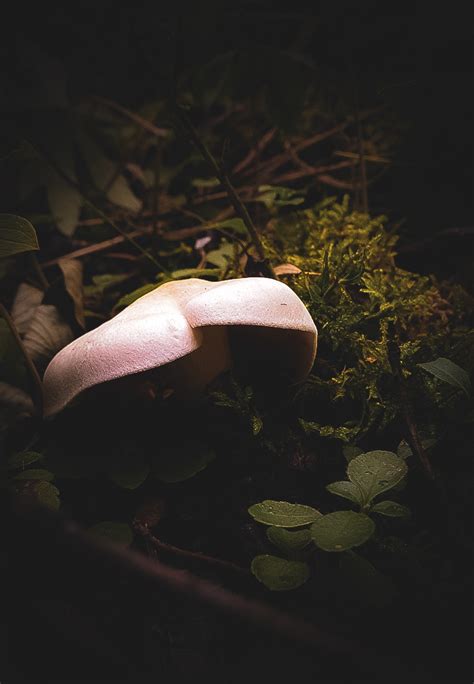 Fungi on Behance