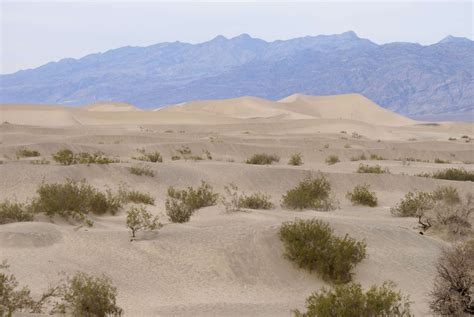 Desert Biome Climate