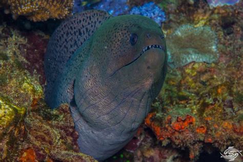 Giant Moray Eel-Facts and Photographs | Seaunseen