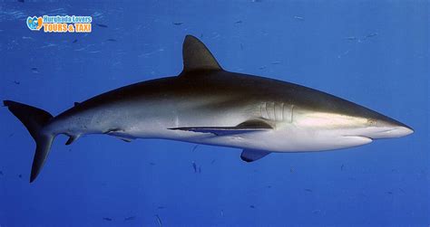 Silky Shark "Carcharhinus falciformis" - Red Sea Sharks