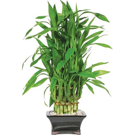 Interesting Facts about Lucky Bamboo Plant - Ferns N Petals