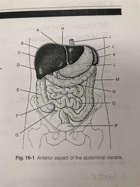 Anterior Aspect of the abdominal viscera Diagram | Quizlet