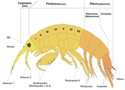 Amphipode