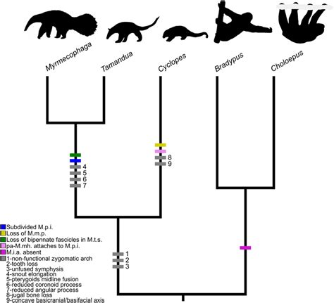 Mapping of muscular and osteological discrete traits in simplified ...