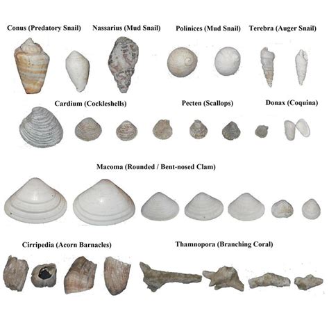 common fossils - Google Search | Fossils