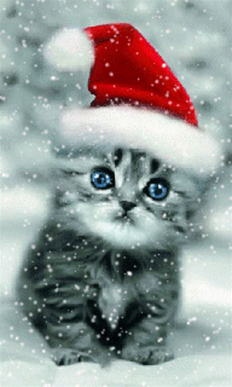 a kitten wearing a santa hat sitting in the snow with it's eyes wide open