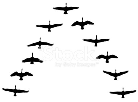 Canada Geese Flying IN V Formation Stock Vector - FreeImages.com