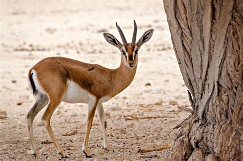 Where can I see the Dorcas Gazelle in the wild