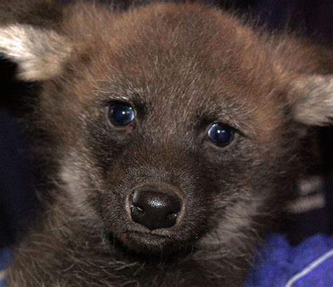 Photo: Adorable Maned Wolf Pups Get a Medical Exam | Smithsonian ...