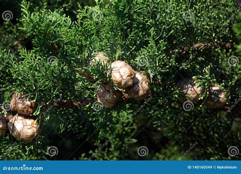 Multiple Small Brown Cypress Cones Stock Image - Image of environment ...