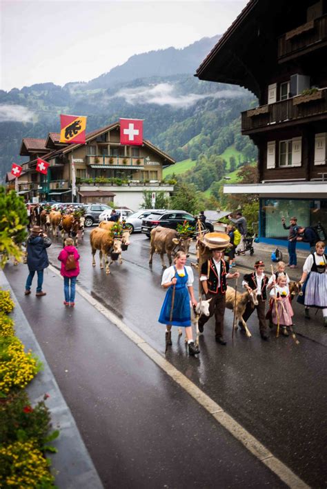 Alpine Festival – Désalpe: Where To See The Swiss Cow Parades - The ...