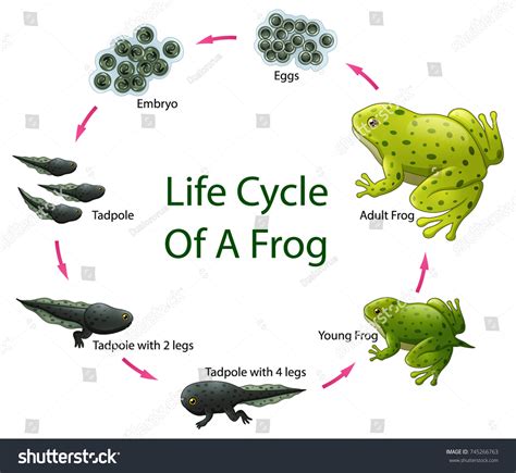 Vector Illustration Life Cycle Frog Stock Vector (Royalty Free) 745266763