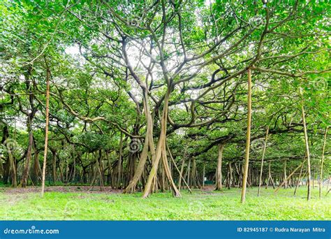 Great Banyan Tree, Howrah, West Bengal, India Stock Image - Image of ...