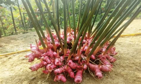 Panduan Cara Menanam Lengkuas di Pot (Bahas Lengkap) - Kebun.co.id