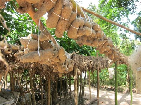 How to Start Yam Farming - Guide for Beginner Farmers | Farming in Nigeria